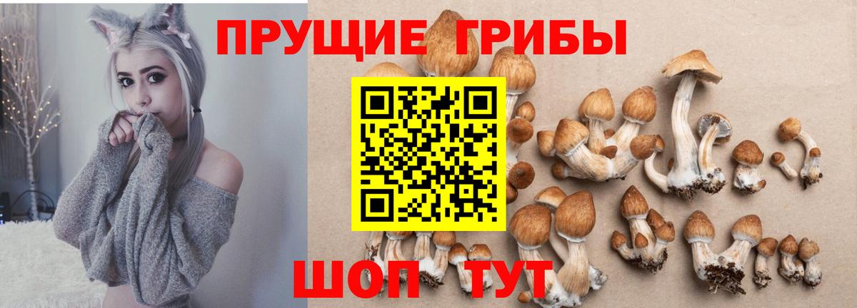 Галлюциногенные грибы Psilocybe Кушва